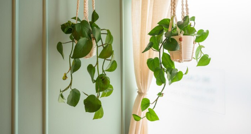 plant hanging from window image