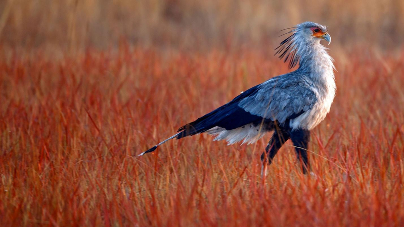 tall african bird hunts snakes