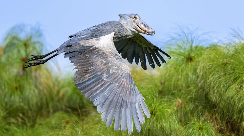 bird with large shoe-shaped beak