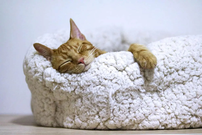 sneak some sleepy cat