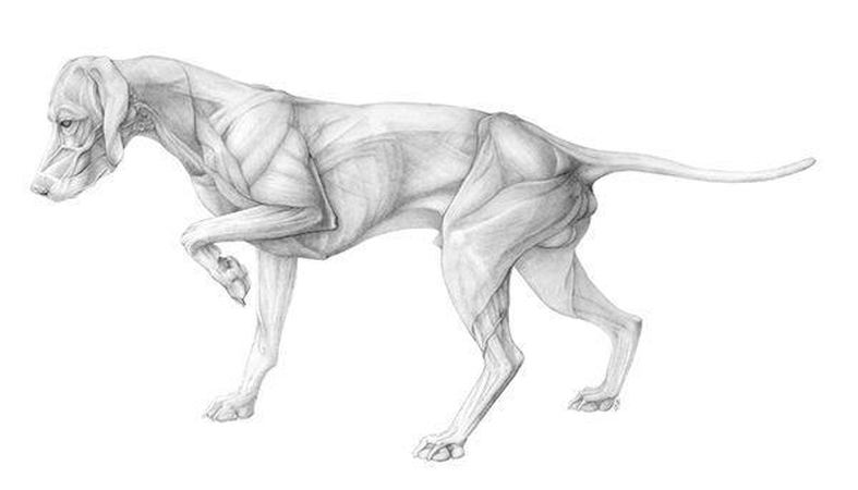 know dog anatomy before creating a cute dog sketch