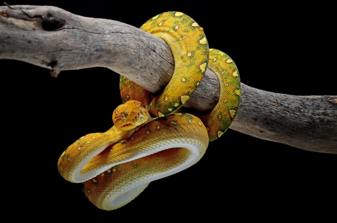 yellow snake photography with log