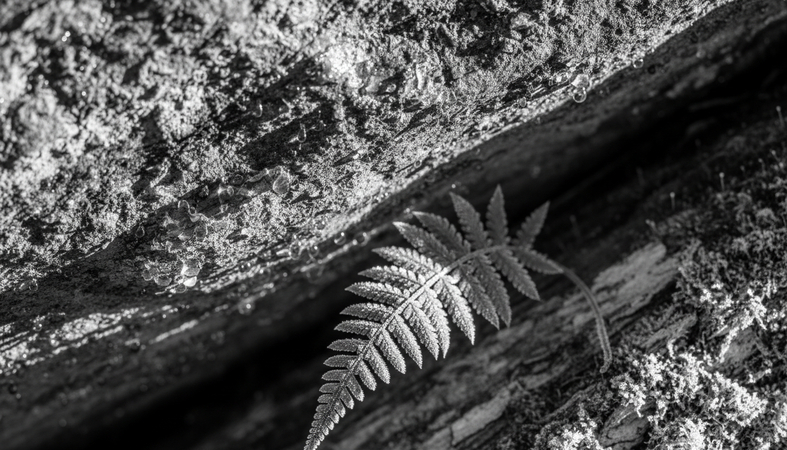 black-and-white-wallpaper-3