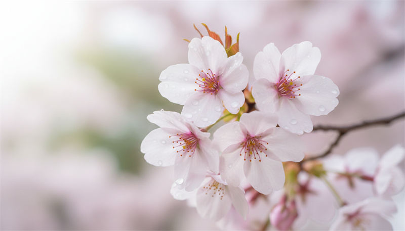 pink floral wallpaper