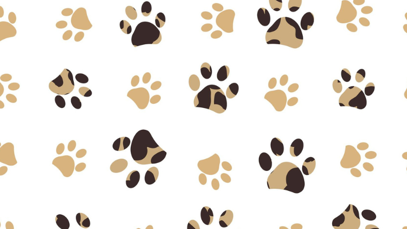 how to draw a paw print cat