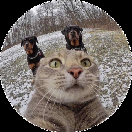 tier meme avatar lustig