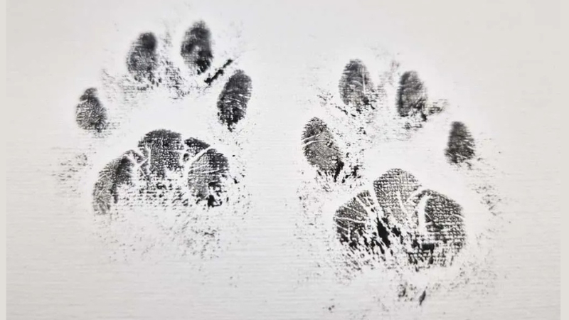 how to draw paw prints for cats