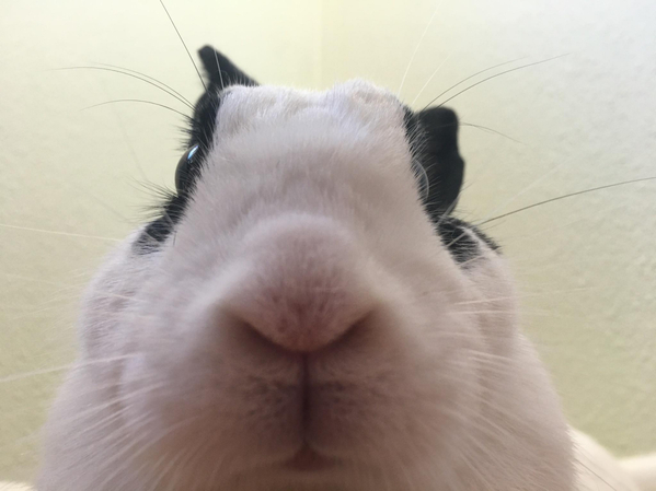 funny happy easter memes