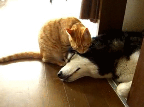 katze küsst hund gif