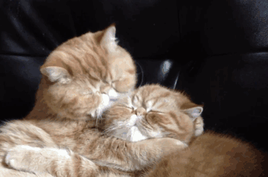 katzen aggressive pflege kuss gif