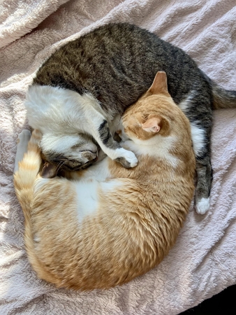 schlafende katzen kuss gif