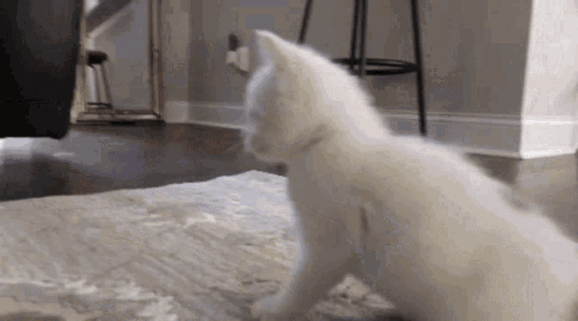 cat twerk gif