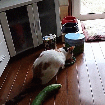 katze vs gurke sprung gif