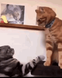 gif de gatos brigando