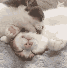 lustige katze umarmung und schlecken gif