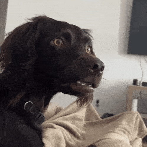 혼란스러워하는 강아지 GIF