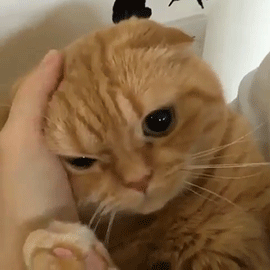 cute orange cat gif