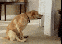 드라마틱한 강아지 GIF