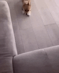 웃긴 강아지 실수 GIF