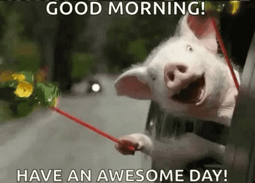 funny realistic good morning gifs for daily laughs