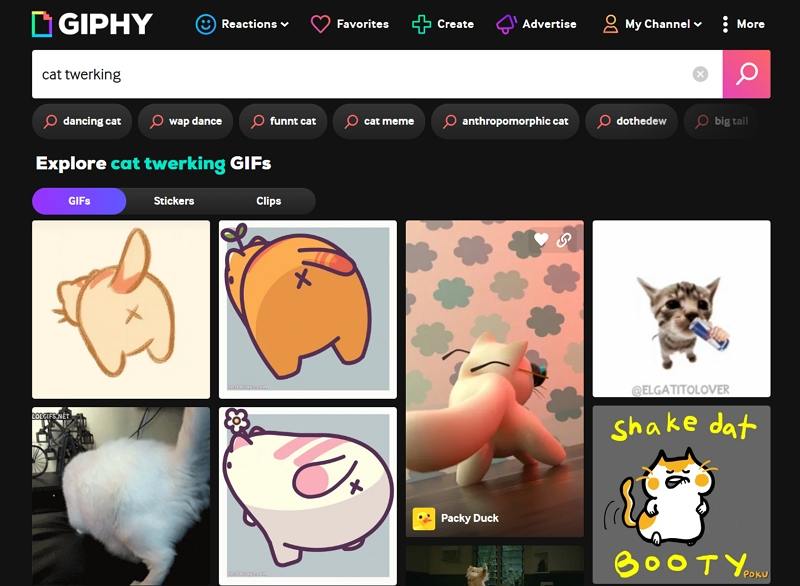 giphy cat twerking