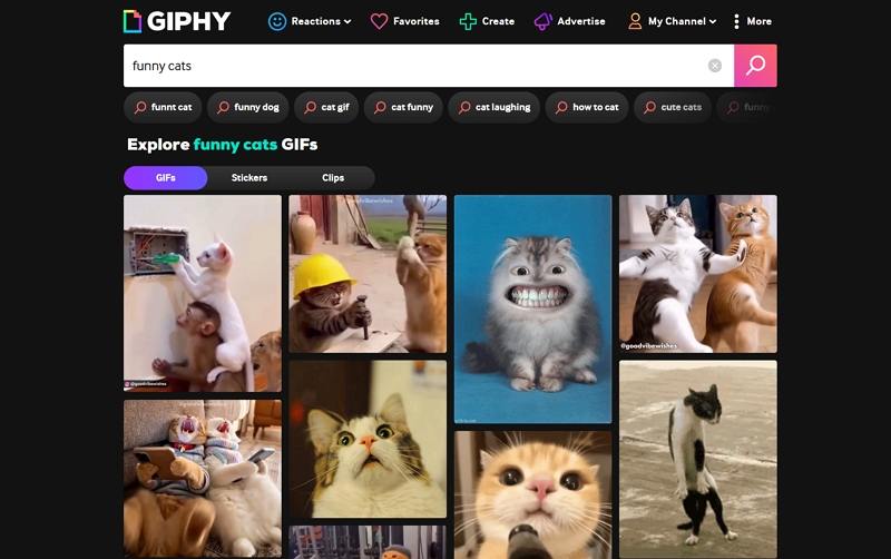 giphy funny cat gif