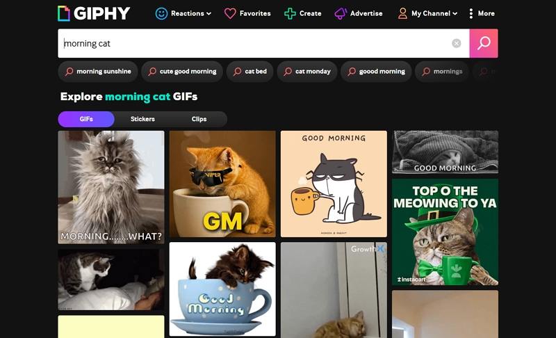giphy good morning cat gif