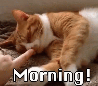 good morning cat gif