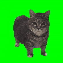 Green Screen Oiia Cat GIF