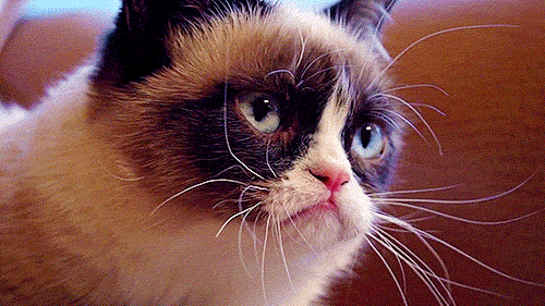 grumpy cat gif