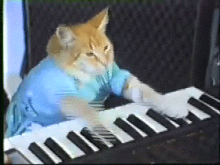 keyboard cat meme gif