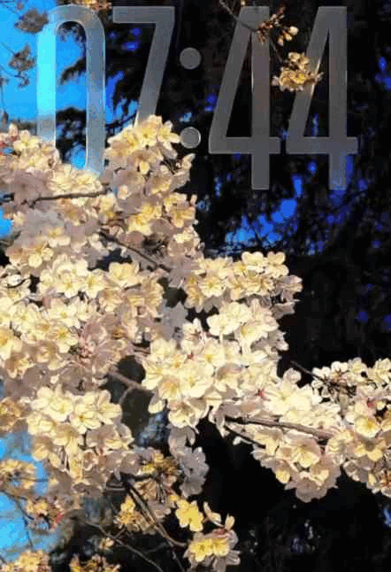 ios 26 live wallpaper effect in iphone