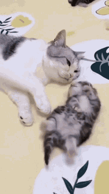 mutter katze küsst kätzchen gif