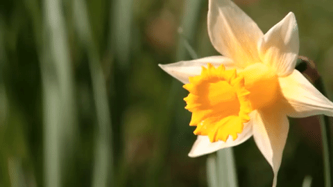 nature aesthetic gif