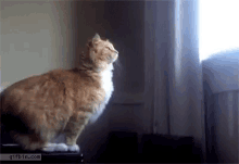 orange cat failed jump gif