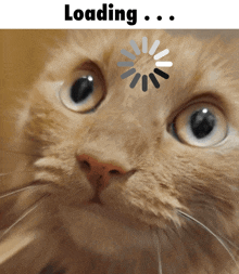 orange cat loading gif