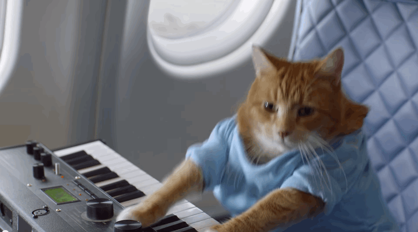 Cat Typing on Keyboard