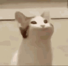 pop cat gif hintergrundbild