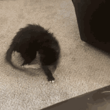 Real Cat Chasing Tail GIF