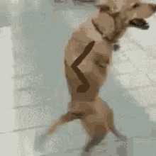 엉뚱하고 웃긴 강아지 GIF