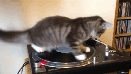 Spinning Cat GIF