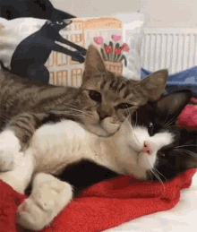 süße katzen umarmung löffelchen gif