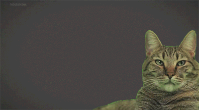 popular cat exploding gif