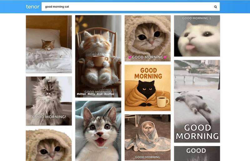 giphy good morning cat gif