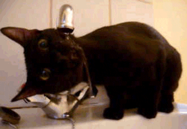 mischievous feline antics