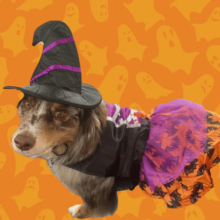 adorable dressed up dogs
