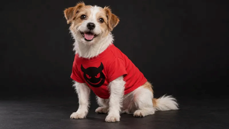 dog wearing red devil shirt