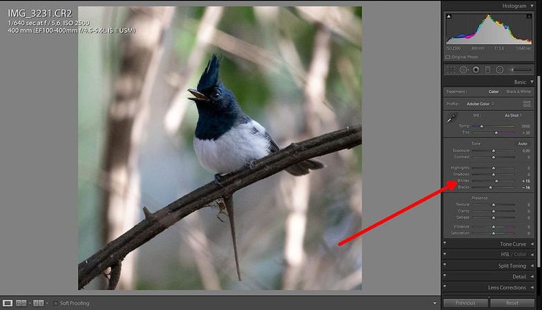 editando-fotos-de-pássaros-no-lightroom-terceiro-passo