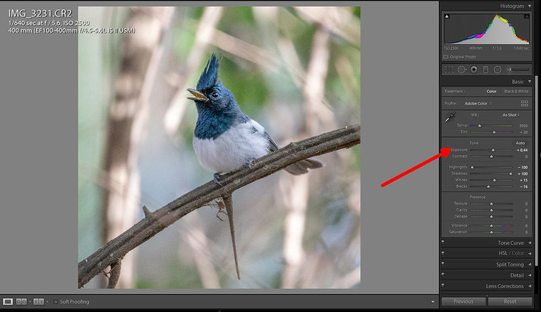 editando-fotos-de-pássaros-no-lightroom-quinto-passo