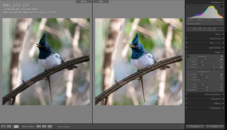 editando-fotos-de-pássaros-no-lightroom-passo-final